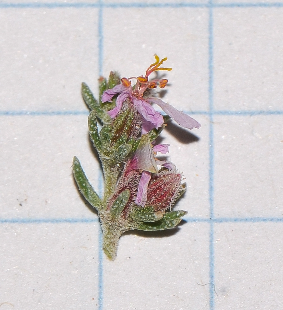 Image of Frankenia capitata specimen.