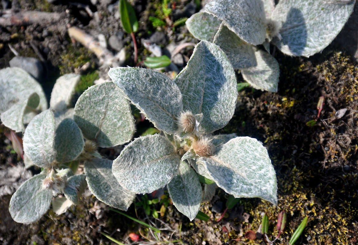 Изображение особи Salix lanata.