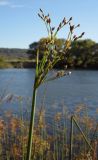 Schoenoplectus lacustris