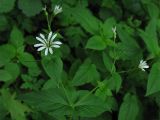 Stellaria nemorum
