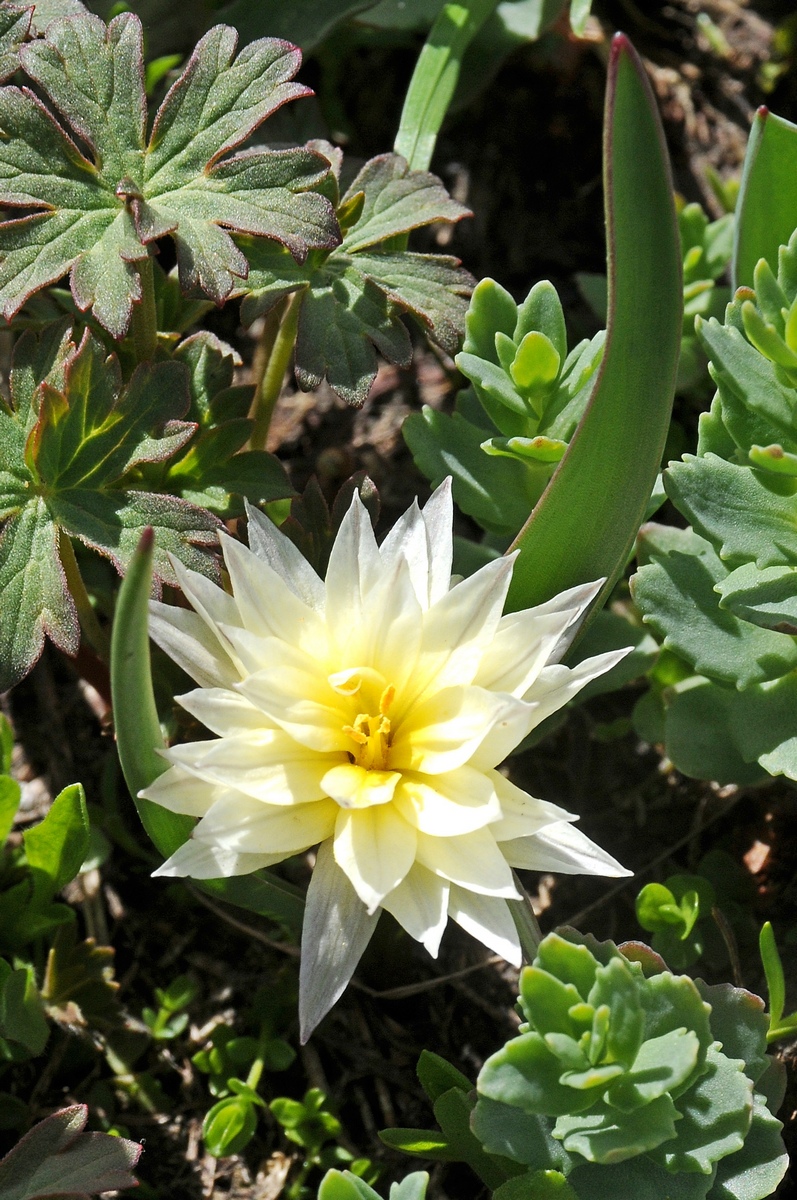 Image of Tulipa dasystemonoides specimen.