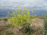Erucastrum armoracioides. Цветущее растение. Казахстан, Сев. Тянь-Шань, плато Сюгаты, щебнистый участок нагорной пустыни. 24 мая 2016 г.