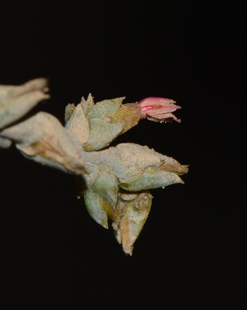 Image of Noaea mucronata specimen.