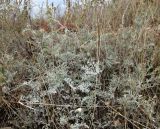 Artemisia santonicum. Вегетативные побеги отцветающих растений. Крым, Керченский п-ов, окр. с. Львово, песчано-ракушечный берег залива Сиваш. 8 ноября 2016 г.