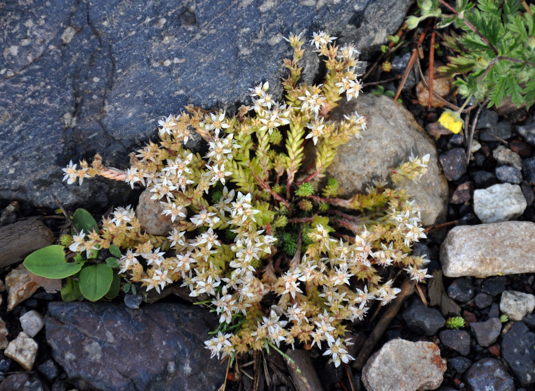 Image of Sedum gracile specimen.