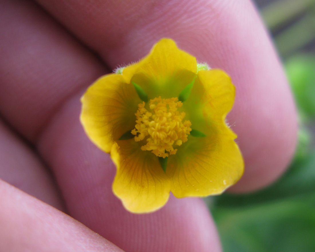 Image of Abutilon theophrasti specimen.