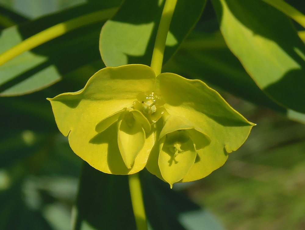 Image of Euphorbia stepposa specimen.