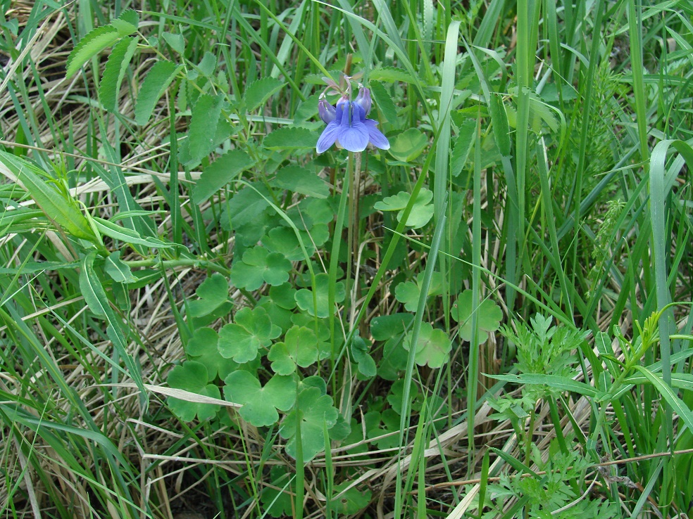 Image of Aquilegia sibirica specimen.