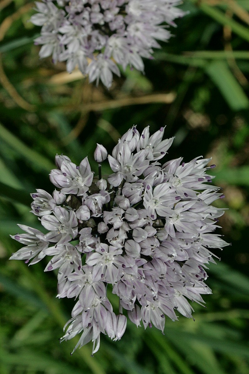 Image of Allium ledebourianum specimen.