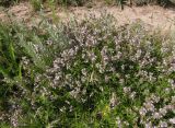 Thymus marschallianus. Цветущие растения. Украина, г. Запорожье, балка Партизанская, степной склон, возле тропы. 30.05.2016.