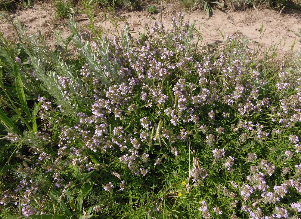 Изображение особи Thymus marschallianus.