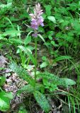 Dactylorhiza urvilleana