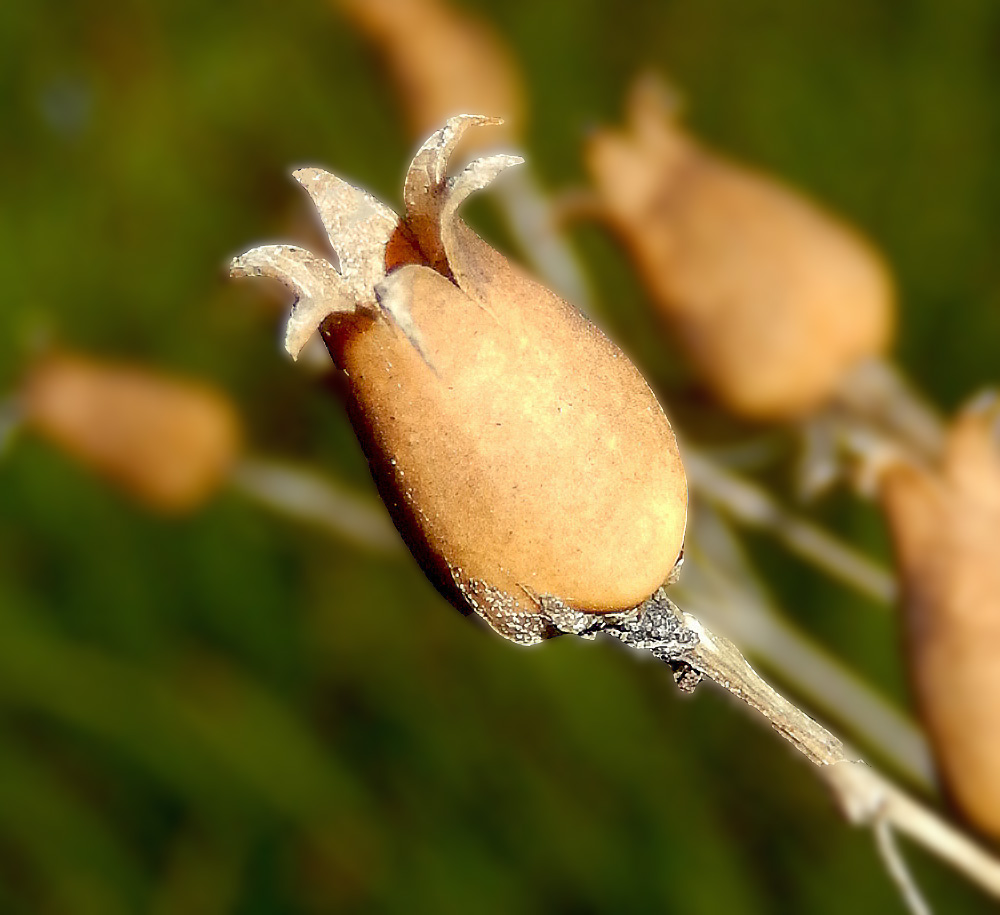 Image of Silene italica specimen.