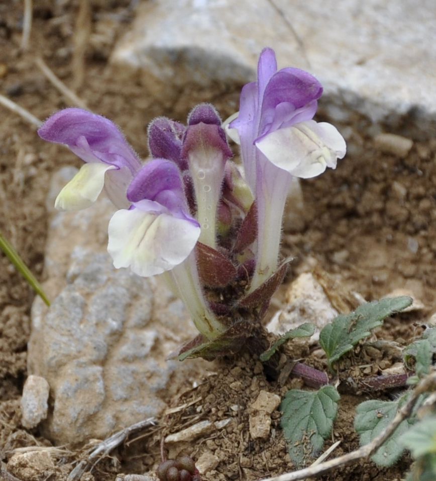 Image of Scutellaria alpina specimen.