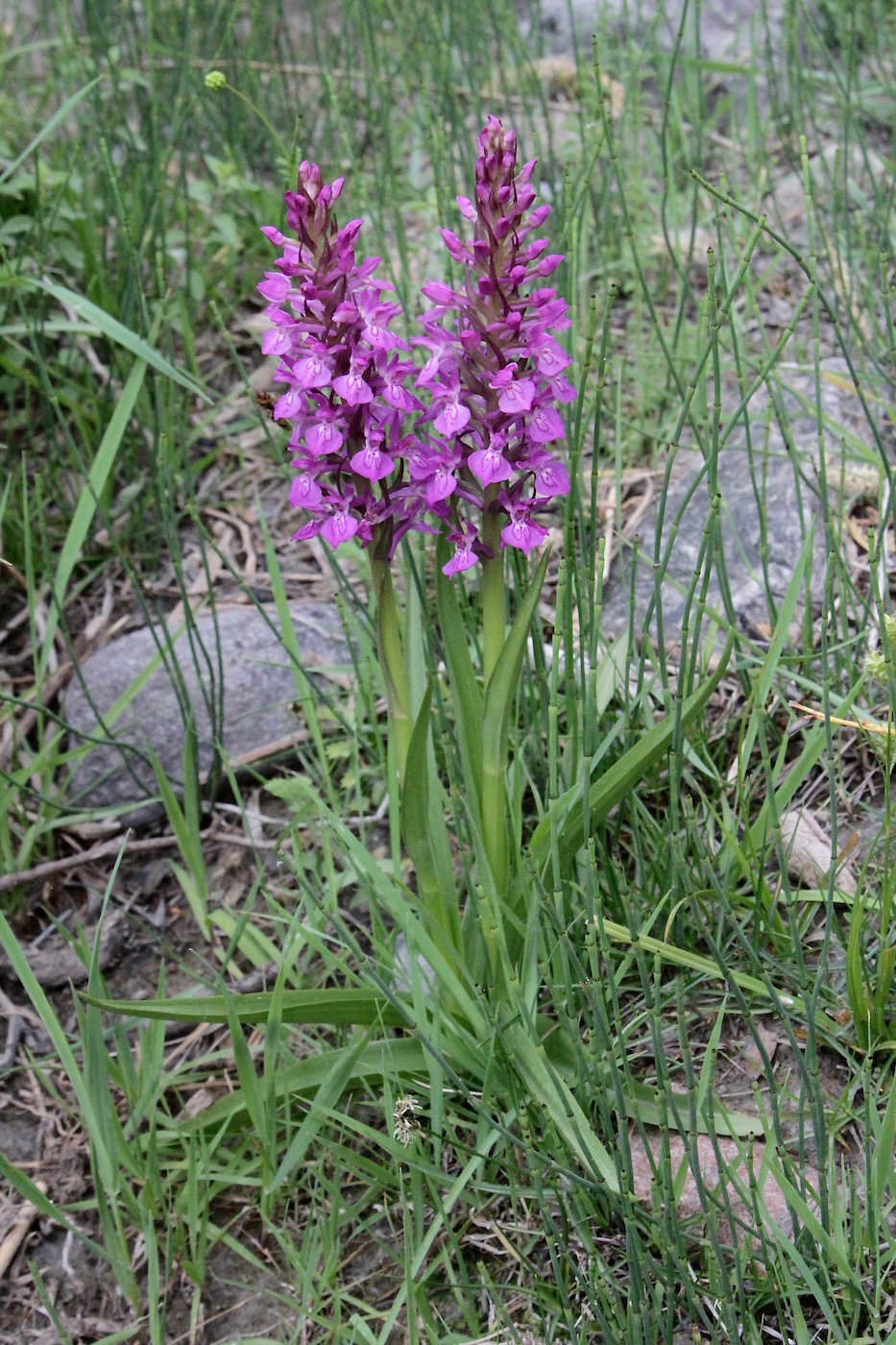 Image of Dactylorhiza umbrosa specimen.