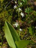 Smilacina trifolia. Цветущее растение. Магаданская обл., Ольский р-н, Ольское шоссе, багульниково-морошково-кустарничковая тундра вдоль дороги. 03.07.2013.