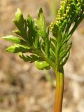 Botrychium lanceolatum. Вегетативная (стерильная) часть вайи с сегментами генеративной части. Магаданская обл., окр. г. Магадан, пос. Снежная Долина, бассейн р. Дукча, склон сопки. 22.07.2016.