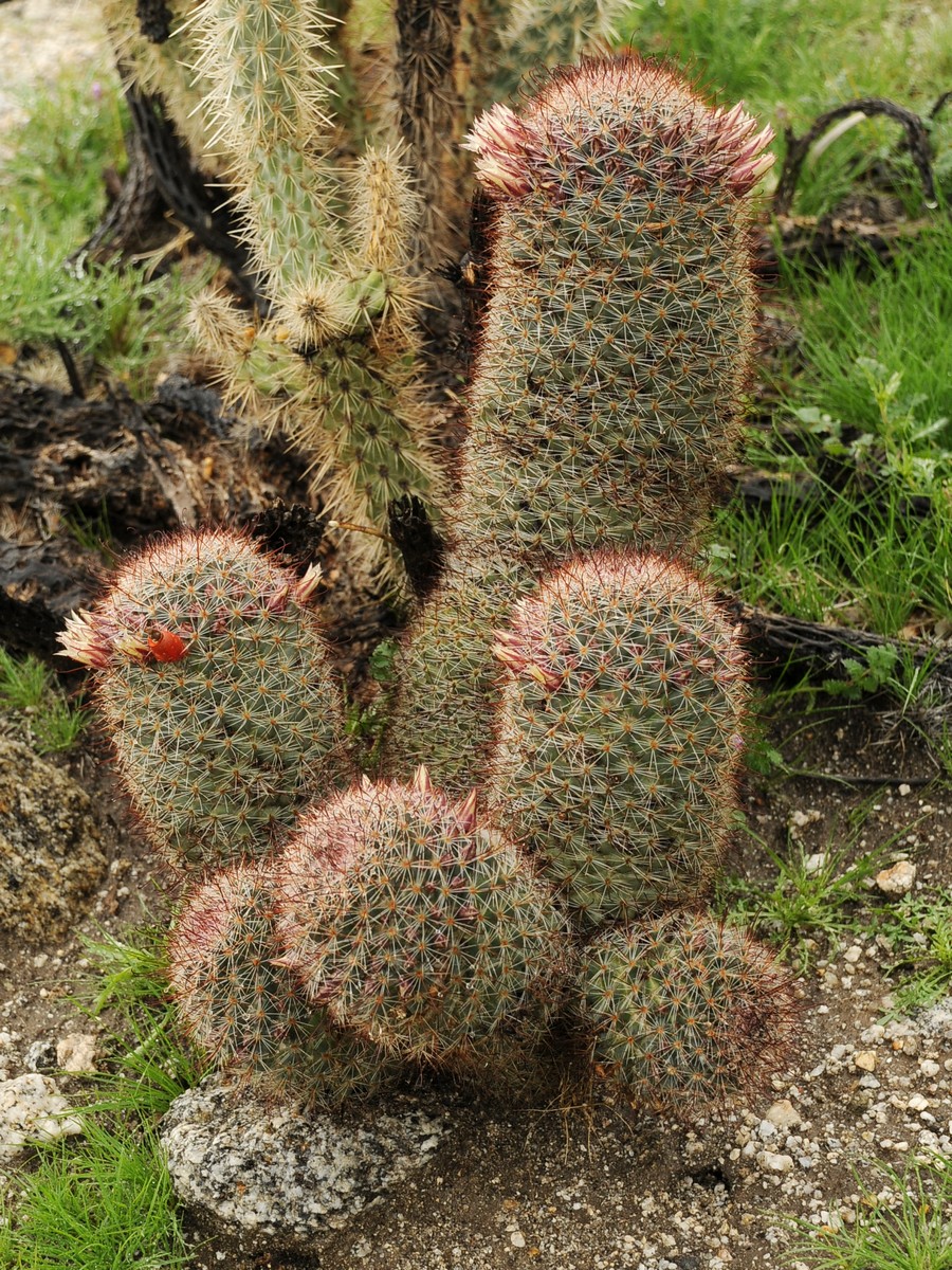 Image of Mammillaria dioica specimen.