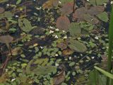 Luronium natans. Плавающие листья и цветки на поверхности воды (крупные листья принадлежат Potamogeton natans). Нидерланды, провинция Drenthe, река Oostervoortsche Diep между деревнями Norg и Donderen. 21 июня 2009 г.