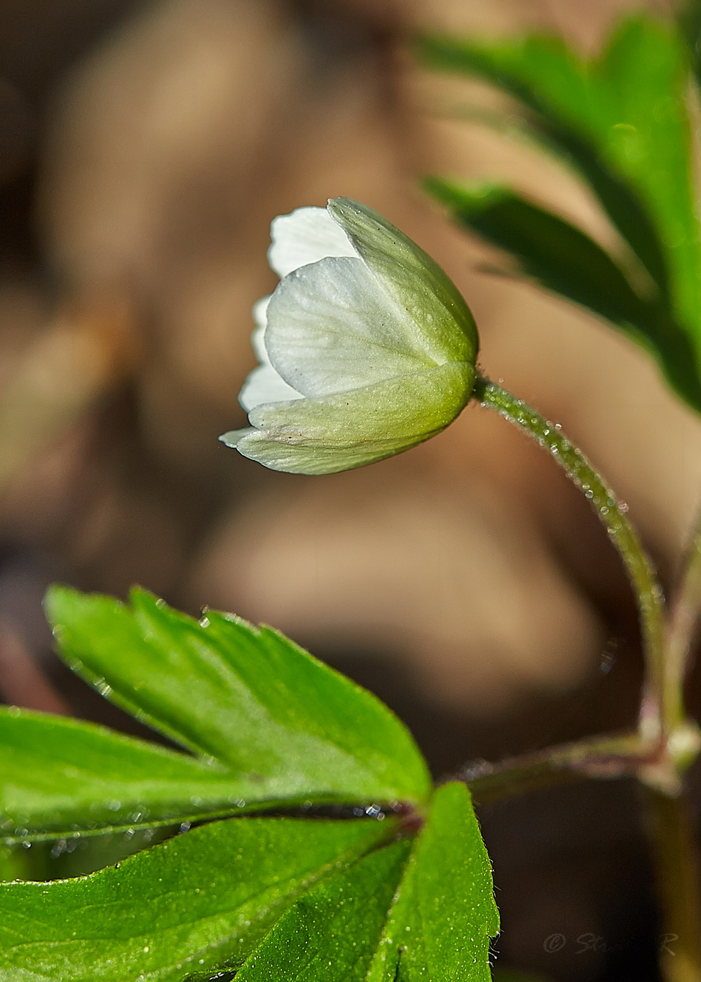 Image of Anemone nemorosa specimen.