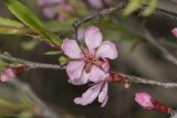 Amygdalus nana. Цветок. Саратов, Кумысная поляна, обочина грунтовой дороги. 07.05.2017.