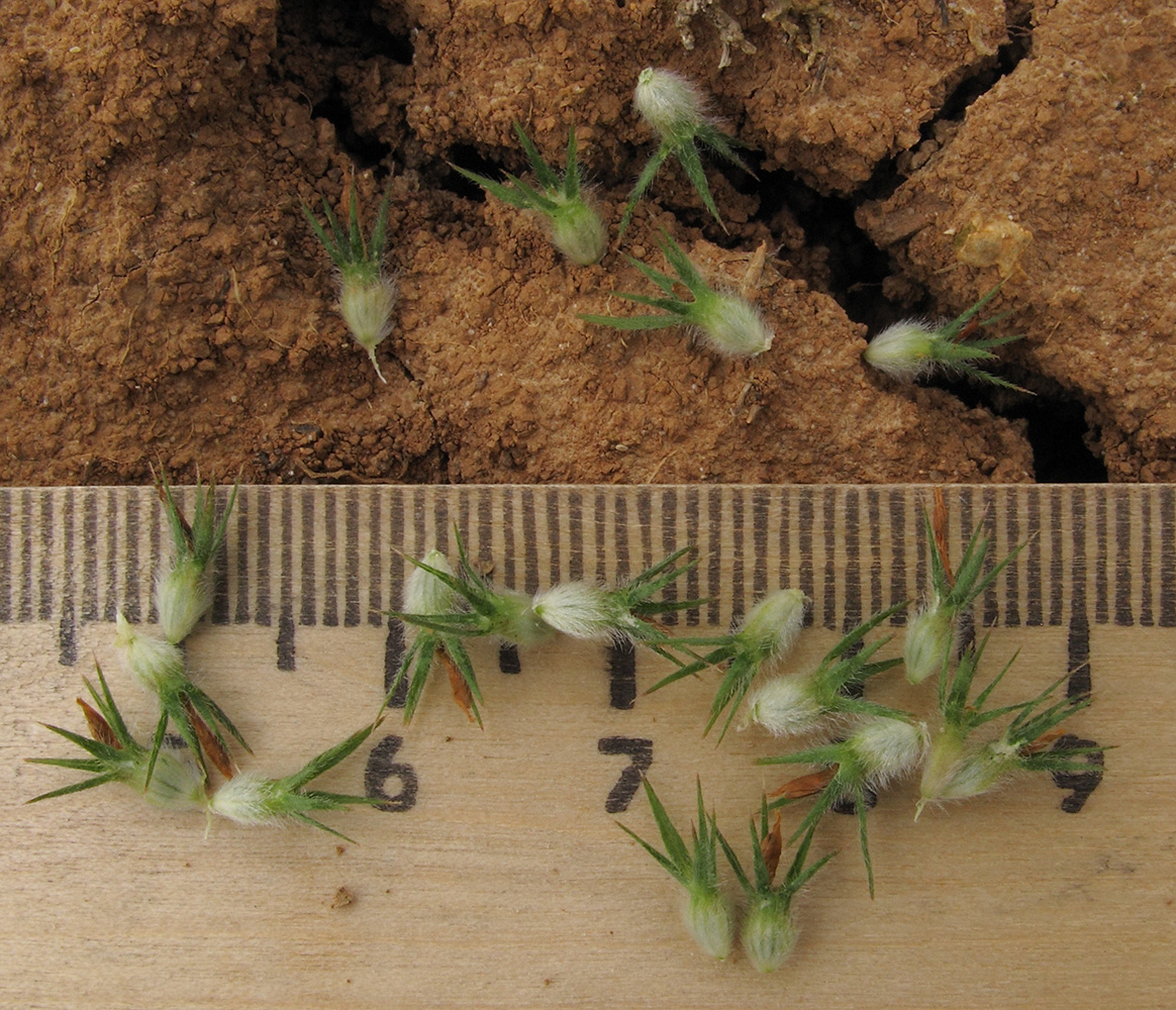 Image of Trifolium leucanthum specimen.