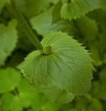 Doronicum pardalianches