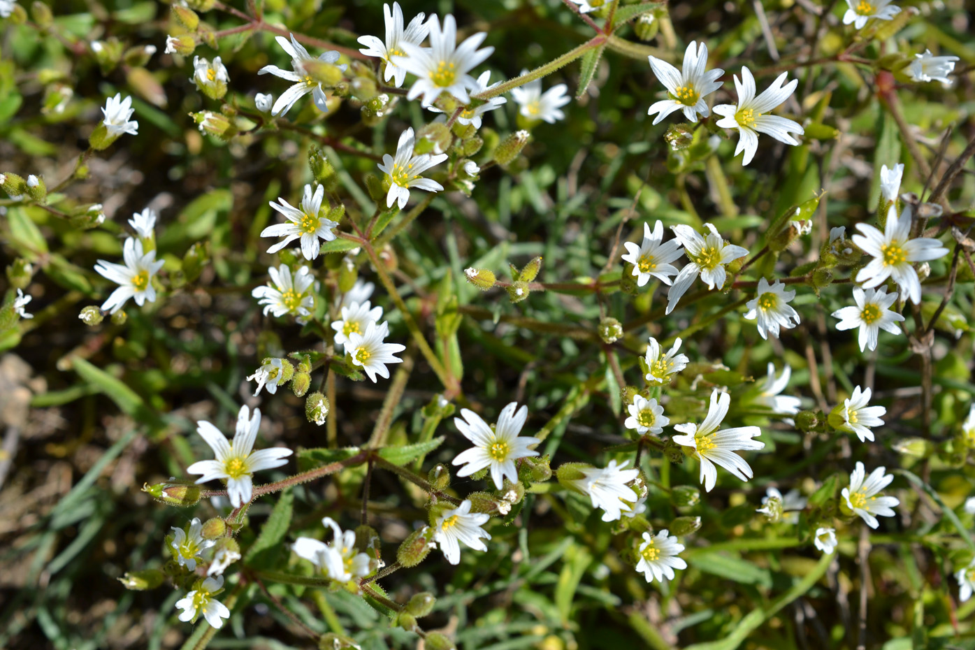 Image of Dichodon viscidum specimen.