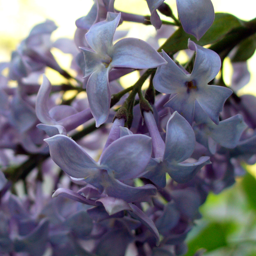 Image of Syringa vulgaris specimen.