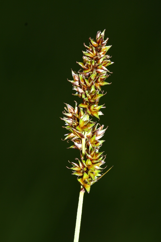 Image of Carex diandra specimen.