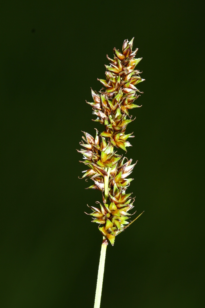 Изображение особи Carex diandra.