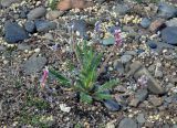 Oxytropis myriophylla