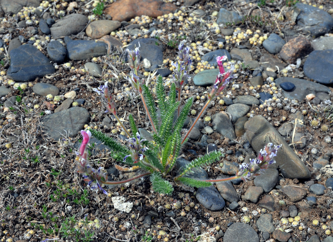 Изображение особи Oxytropis myriophylla.