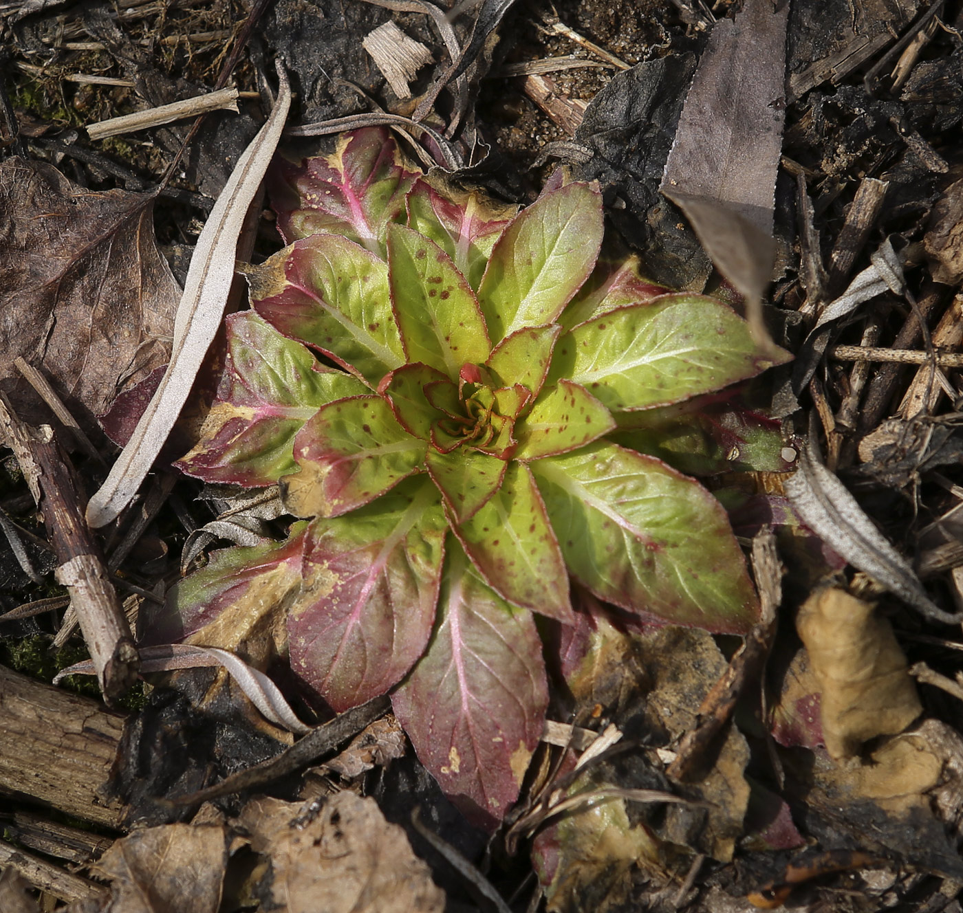 Image of Oenothera rubricaulis specimen.