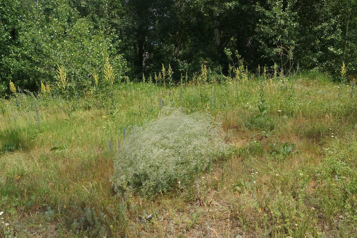 Изображение особи Gypsophila paniculata.