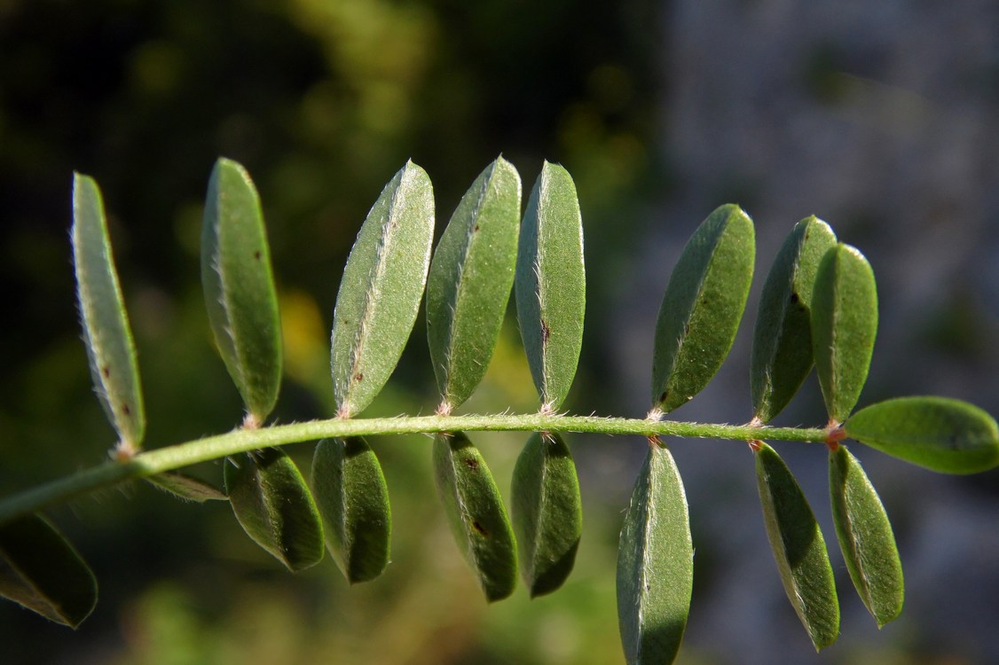 Image of Onobrychis petraea specimen.