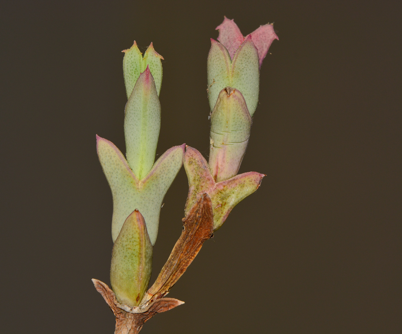 Изображение особи Ruschia perfoliata.