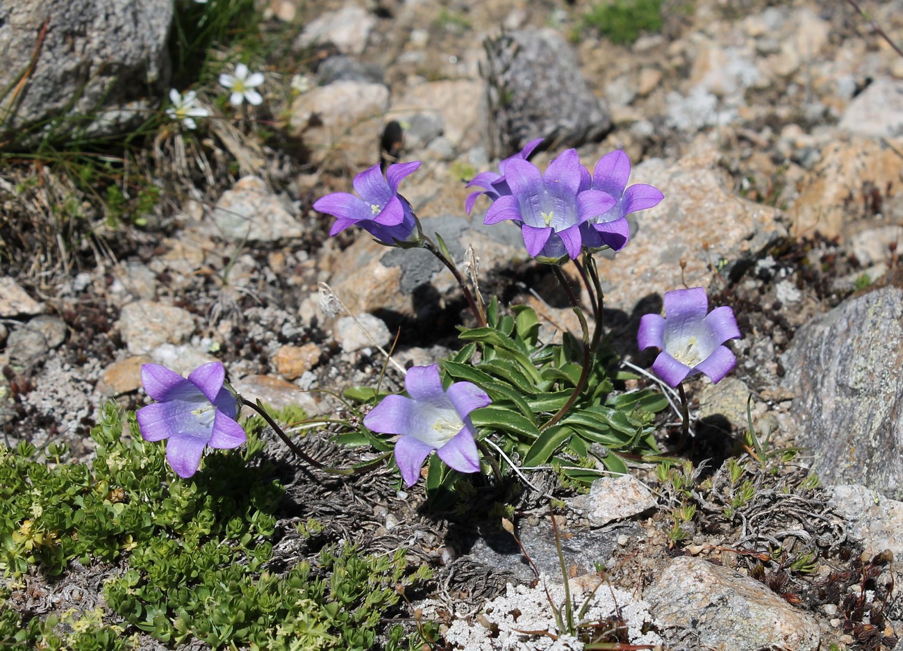 Изображение особи Campanula saxifraga.