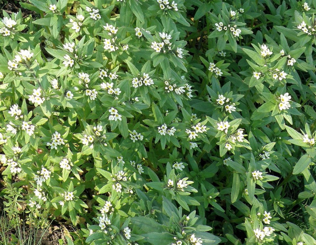 Image of Buglossoides arvensis specimen.