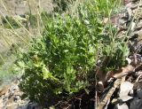 Pimpinella tragium