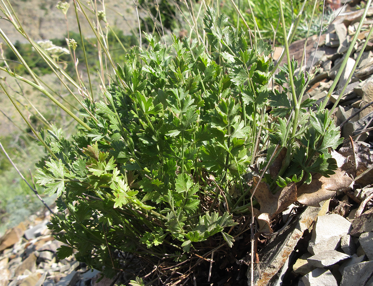 Изображение особи Pimpinella tragium.