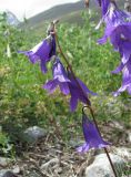 Campanula