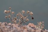 Cousinia carduncelloidea