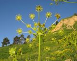 Angelica tatianae