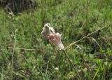 Allium paniculatum