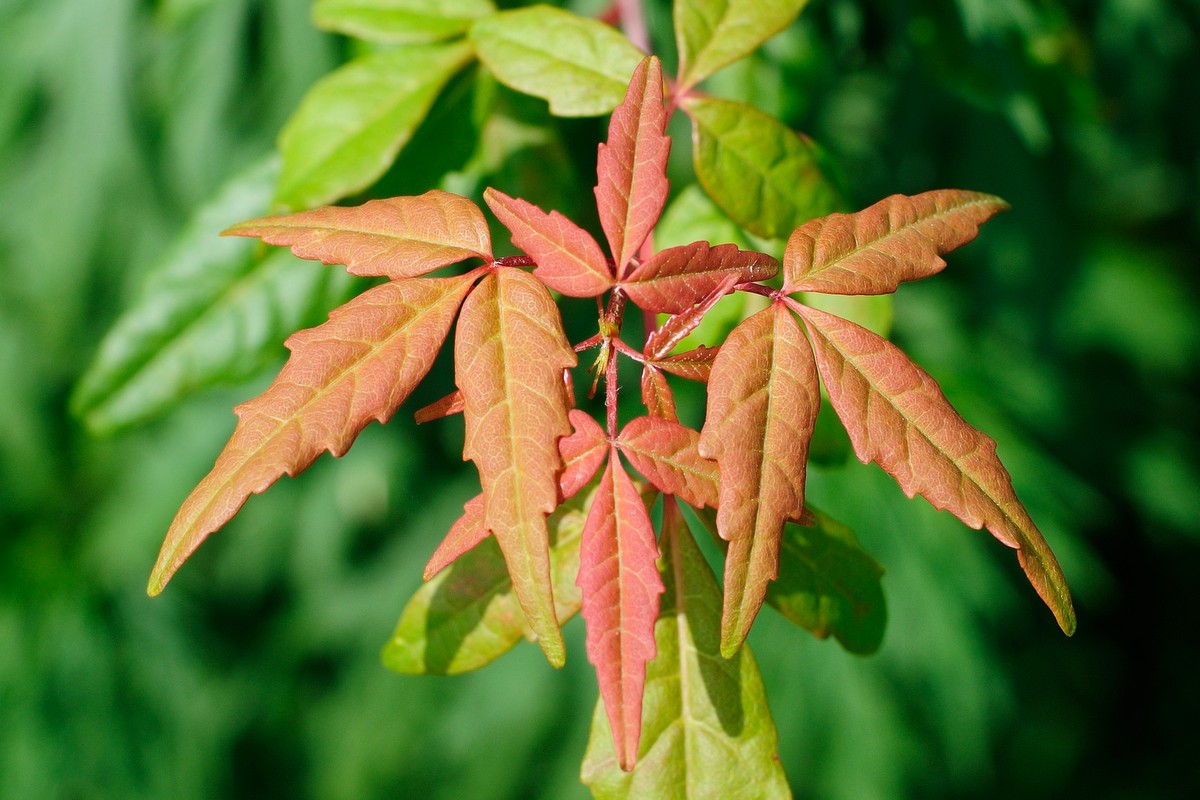 Image of Acer mandshuricum specimen.