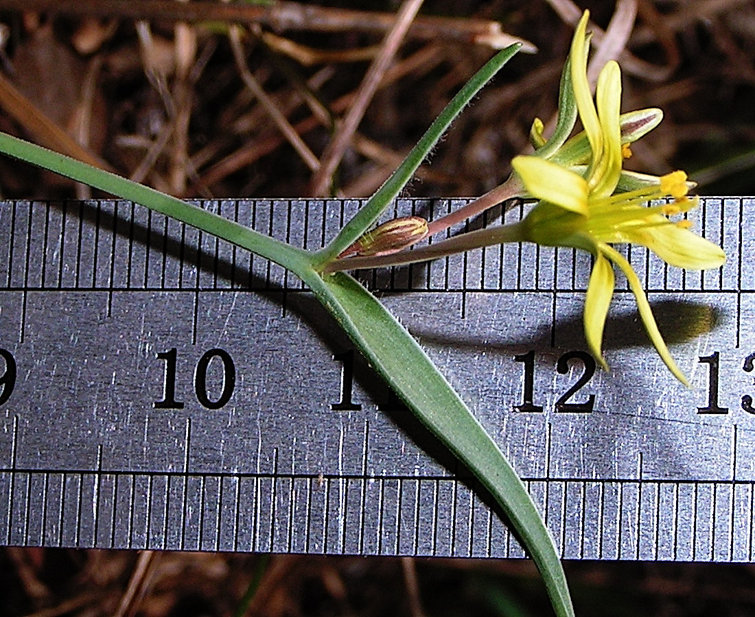 Image of Gagea fedtschenkoana specimen.