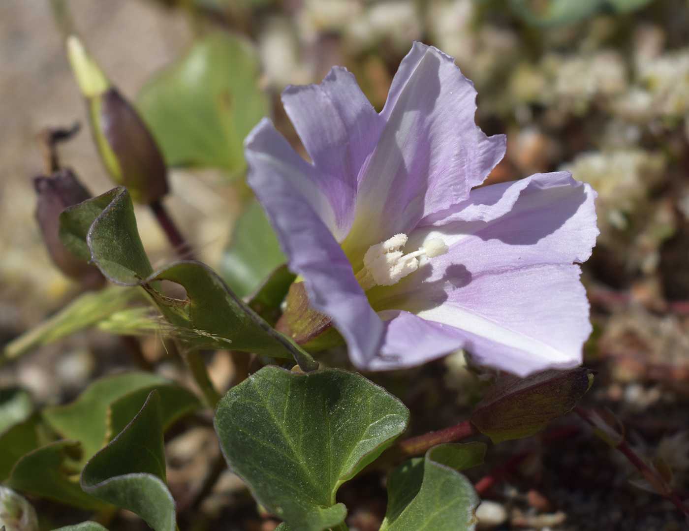 Image of Calystegia soldanella specimen.