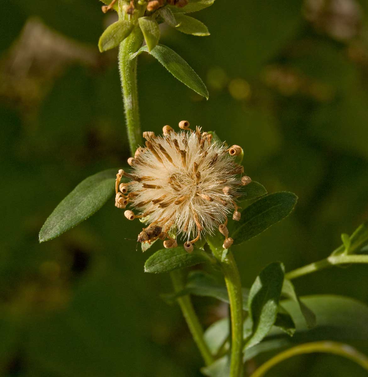 Image of Aster amellus specimen.