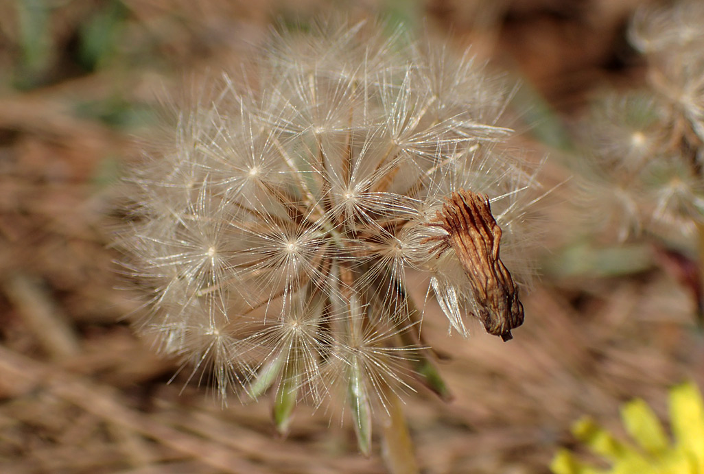 Image of genus Taraxacum specimen.